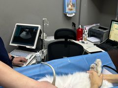 -关爱宠物医院·猫科中心·消化科(滨湖万达分院)