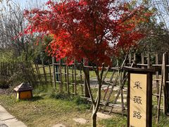 -诗经里