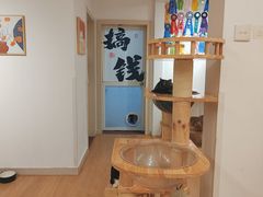 -有喵·猫咖·狗咖·30几只猫10只小狗(岗厦店)