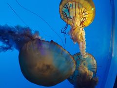 -太平洋海底世界