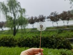 -羊山湖公园