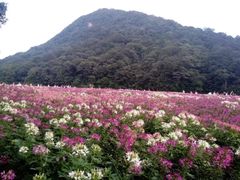 -广州市石门国家森林公园