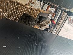 -平行世界·猫咖(首经贸店)