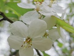 -上海滨江森林公园