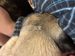 -萌喵宠狗爱心宠咖