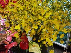 -双季花艺园艺市场(浦东店)