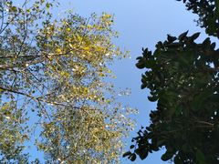 -黄海国家森林公园