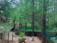 -西霞口神雕山野生动物世界