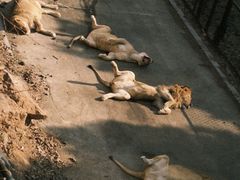 -大连森林动物园