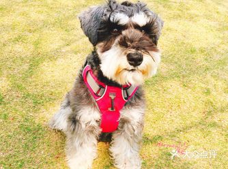 总算轮到这一篇斗斗与花儿的集合了,每天排队发照片好辛