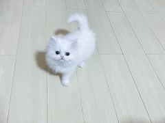 -中农大我爱我爱动物医院·核磁CT·猫病·24小时夜诊中心(石佛营店)