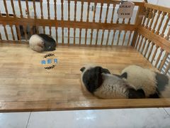 景点-成都大熊猫繁育研究基地