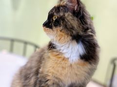 -藏猫猫咖啡主题馆(中央大道店)