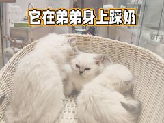-猫猫幼稚园·撸猫·桌游·电玩