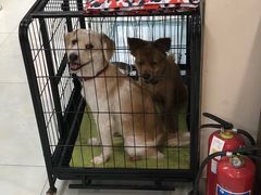 -多卡布奇宠物生活馆(上林世家店)