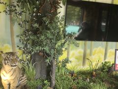 -西霞口神雕山野生动物世界