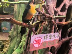 -正佳雨林生态植物园