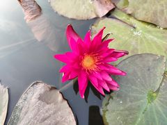 -广州莲花山旅游区