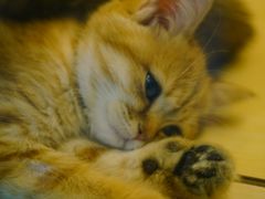 -momokira米努特·德文卷毛猫·棉花面纱犬