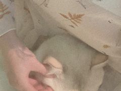 -猫爷宠物生活馆·撸猫馆