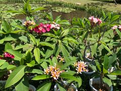 -中国科学院西双版纳热带植物园
