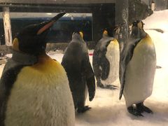 -悉尼海洋生物水族馆