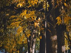 -三里屯东五街银杏大道