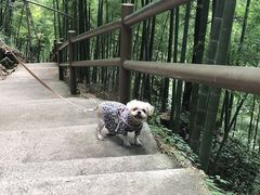 -藏龙百瀑风景区