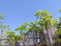 -嘉定紫藤园