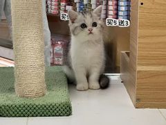 -1013 PET SHOP精品宠物商店(丁香店)
