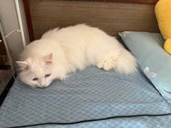 -美联众合动物医院·24h京西诊疗中心