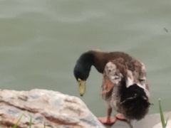 -天津东丽湖风景区