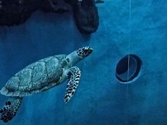 -苏州海洋馆
