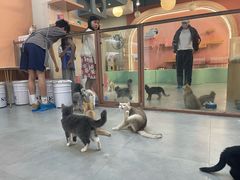 -Honey Bacca 哈尼芭卡高端萌宠(朝阳大悦城店)