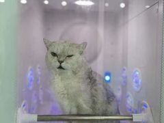 -爱洗澡的猫(望京店)