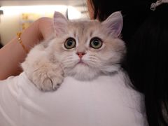 -momokira米努特·德文卷毛猫·棉花面纱犬