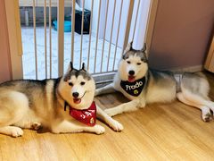 -Husky Go! 哈士奇体验馆·宠物咖啡厅狗咖