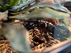 -酷以爬仙阁实体爬宠店·守宫·蜥蜴·专业繁育