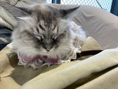 -怪兽屋·羊驼·猫咖·狗咖(俊华广场店)