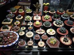 -万商花鸟市场