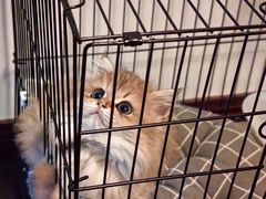 -喵zoo家庭繁育猫舍(尖东智能花园店)