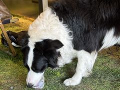 -J Create城市露营咖啡·简餐·宠物(上海动物园店)