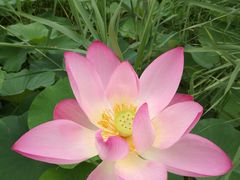 -武清南湖绿博园