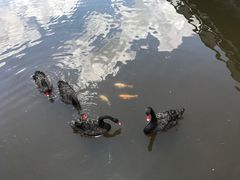 景点-腾冲北海湿地