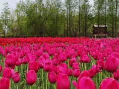 -杭州湾海上花田景区