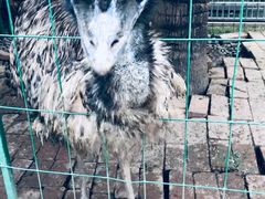 -西双版纳融创皇冠假日度假酒店