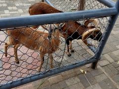 -长白岛森林公园