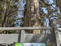 -天目山大树王景区