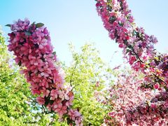 -海棠花溪(元大都城垣遗址公园)