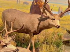 -陕西自然博物馆